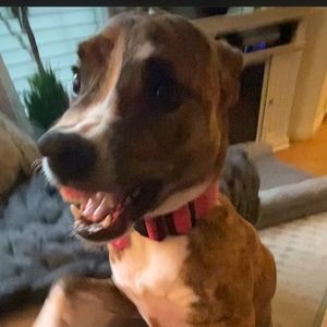 Meet your Posher, Nic